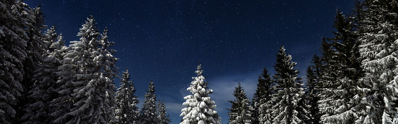 星空雪松圣诞背景图背景