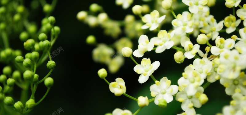 鲜花花蕾摄影jpg设计背景_新图网 https://ixintu.com 花朵 鲜花 花蕾 植物 海报banner 摄影 风景