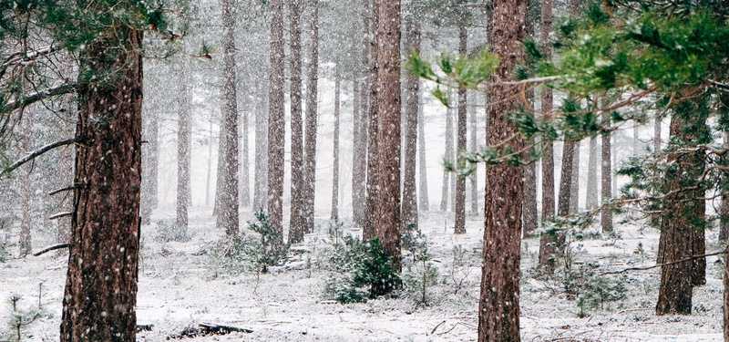 冬天树林风景jpg设计背景_新图网 https://ixintu.com 寒冷 白雪 冬天 树林 雪景 自然风景 摄影风景 海报banner 摄影 风景