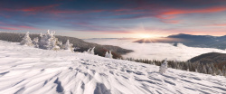 积雪覆盖的雪松唯美阳光下雪景风景海报背景图高清图片