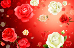 红白玫瑰立体红白玫瑰红色花婚礼高清图片