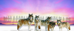 雪地狼群狼背景高清图片