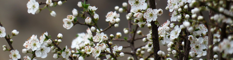 杏花盛开jpg设计背景_新图网 https://ixintu.com 桃花 杏花 春天 海报banner 摄影 风景