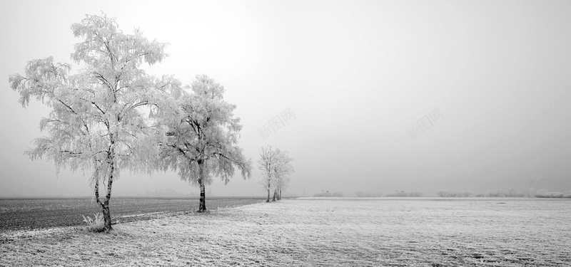 冬天景色图片背景jpg设计背景_新图网 https://ixintu.com 冬天 景色 雪地 海报banner 摄影 雪中树木等 风景