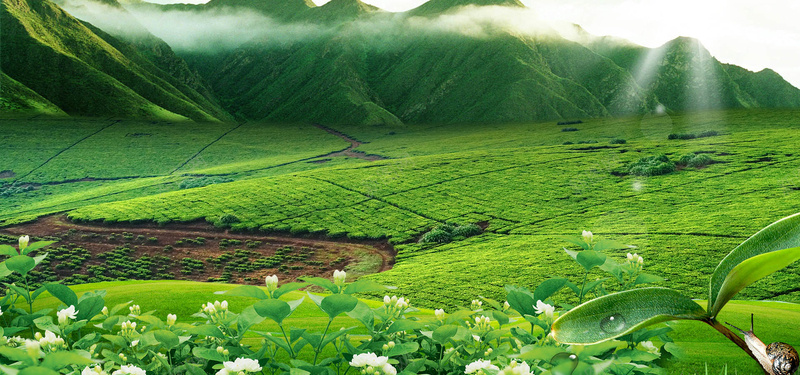 绿色茶田背景背景