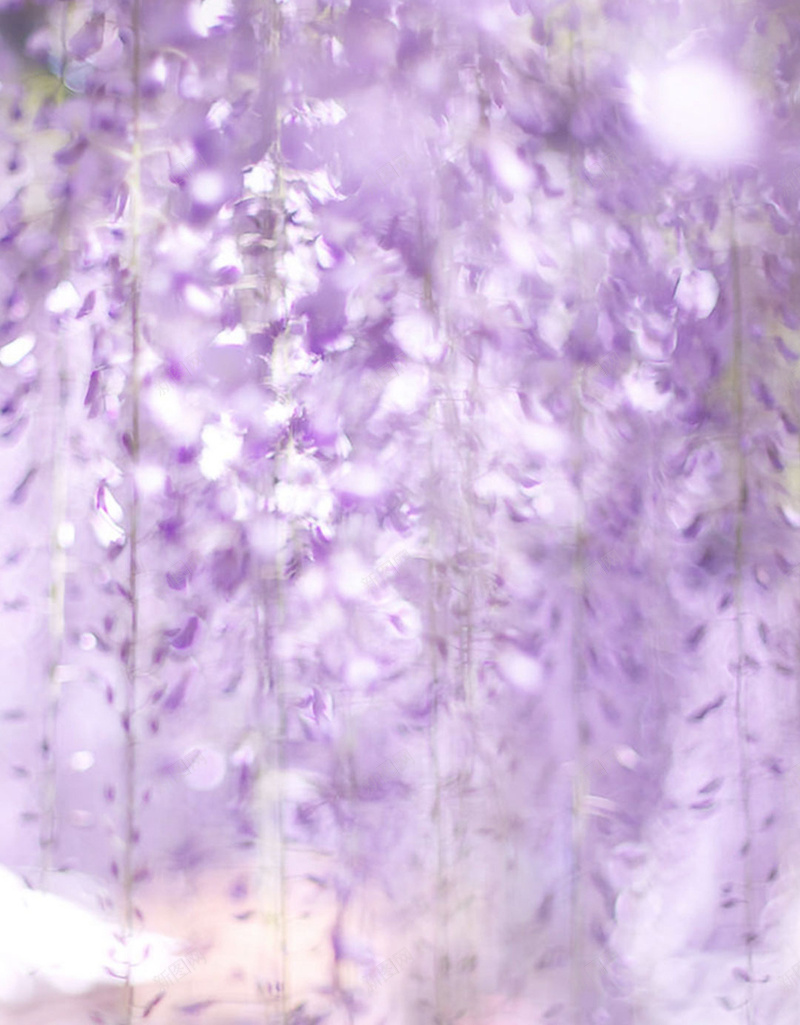 紫色小花背景jpg设计背景_新图网 https://ixintu.com 紫色花 花 粉紫色花 摄影 风景