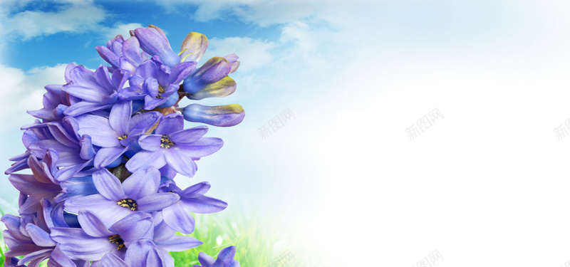 紫色鲜花背景jpg设计背景_新图网 https://ixintu.com 紫色鲜花 丁香 白云 白色 蓝天 海报banner