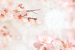 樱花ppt梦幻樱花背景素材高清图片
