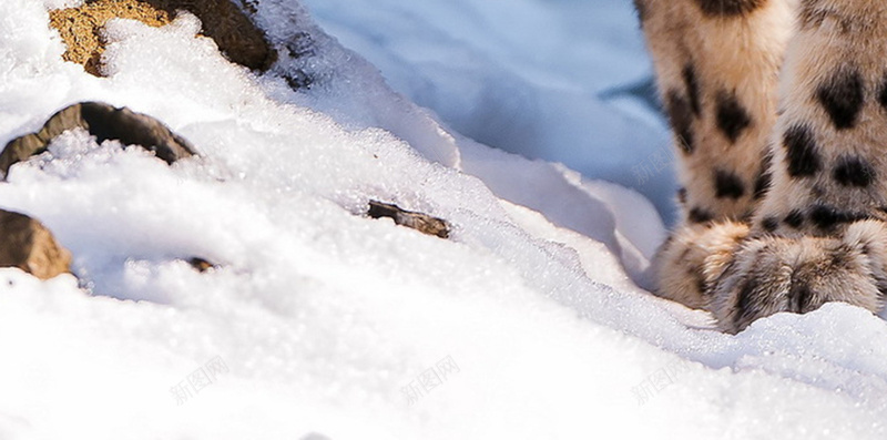 雪中的动物H5背景jpg设计背景_新图网 https://ixintu.com 雪豹 雪地 石头 动物 阴影 H5 h5 摄影 风景