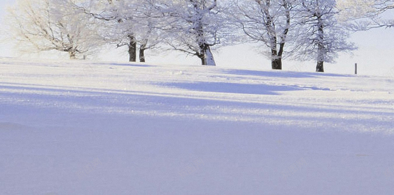 雪景冬天大树树枝天空H5背景图jpg设计背景_新图网 https://ixintu.com 天空 雪景 大树 树枝 H5背景图