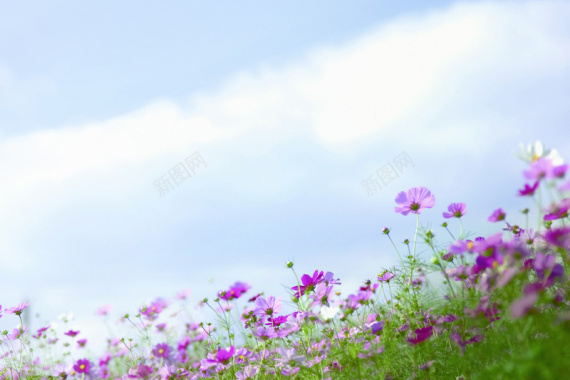 格桑花风景背景图背景