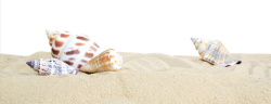 白色海螺沙滩贝壳海沙店铺背景海边工艺品店铺背景高清图片