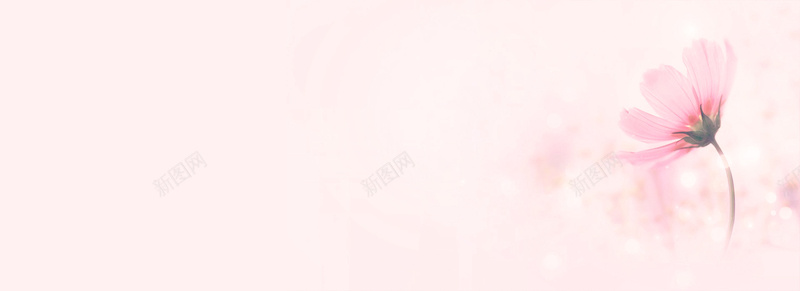 全屏背景jpg设计背景_新图网 https://ixintu.com 花卉 太阳 植物 背景 banner 首页 海报 淘宝 天猫 海报素材 活动背景 粉 海报banner 摄影 风景