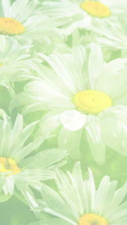 唯美浅绿色浅绿色花朵背景高清图片