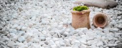 户外庭院园艺装饰摄影白色砂石上的绿色植物高清图片