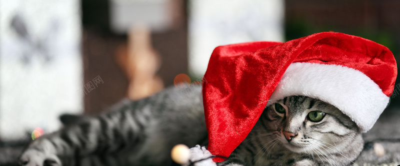 猫咪背景jpg设计背景_新图网 https://ixintu.com 猫咪 可爱 圣诞节 圣诞帽 宠物 动物 海报banner 摄影 风景