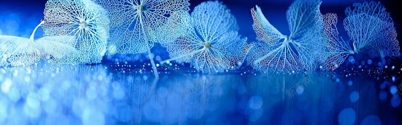 漂亮的微距花朵背景jpg设计背景_新图网 https://ixintu.com 海报banner 梦幻 浪漫 花朵 蓝色