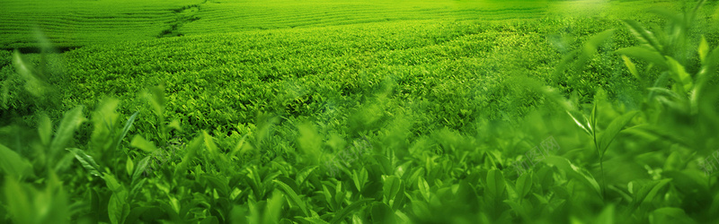 绿色茶山背景背景