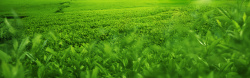 茶山图绿色茶山背景高清图片