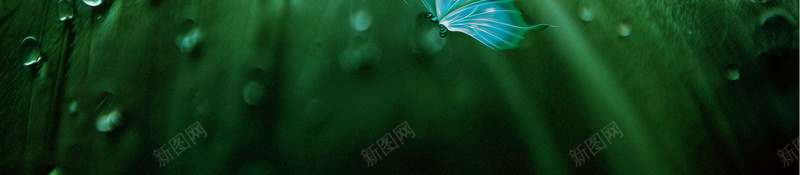 中国传统节气海报背景素材psd设计背景_新图网 https://ixintu.com 中国传统节气 小清新 寒露 节气 露珠 绿色背景 二十四节气之寒露 冬季海报