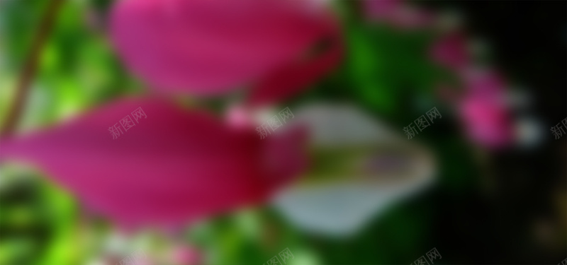 简约鲜花背景psd设计背景_新图网 https://ixintu.com 海报banner 模糊 简约 纹理 鲜花 质感