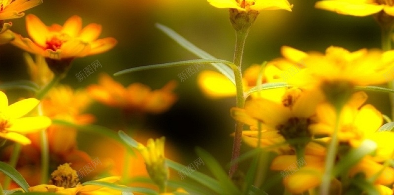 自然风光手机H5背景jpg设计背景_新图网 https://ixintu.com 黄色 花朵 摄影 自然 小清新 H5 h5 文艺 简约