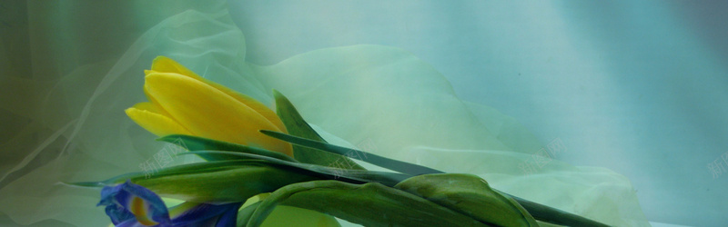 郁金香花卉摄影背景背景