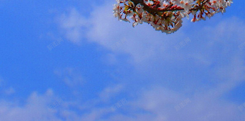 浪漫樱花背景jpg设计背景_新图网 https://ixintu.com 浪漫 樱花 花朵 蓝色 天空 摄影 风景