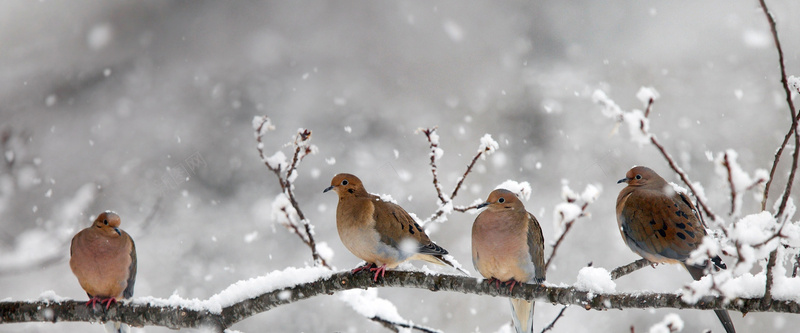 冬季雪中的鸟jpg设计背景_新图网 https://ixintu.com 树枝上的鸟 海报banner 摄影 风景 雪中的鸟 一排鸟