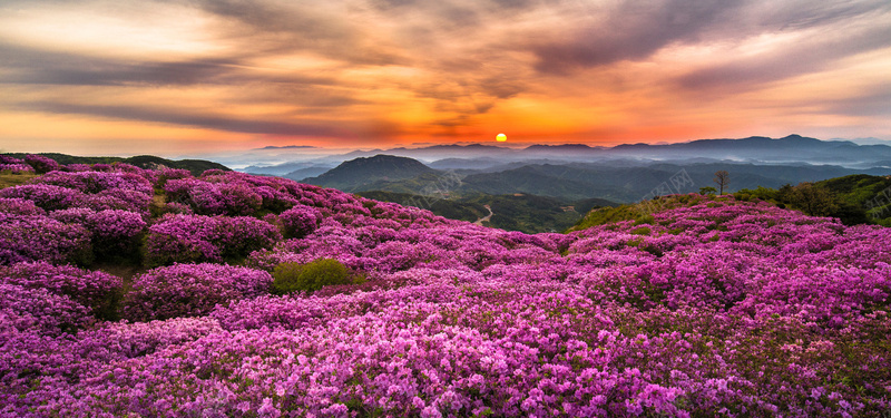 夕阳鲜花背景jpg设计背景_新图网 https://ixintu.com 花朵 鲜花 夕阳 天空 太阳 自然风光 海报banner 摄影 风景