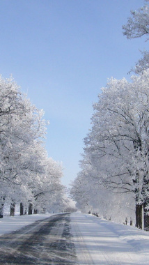 冬天樱花雪景H5背景背景