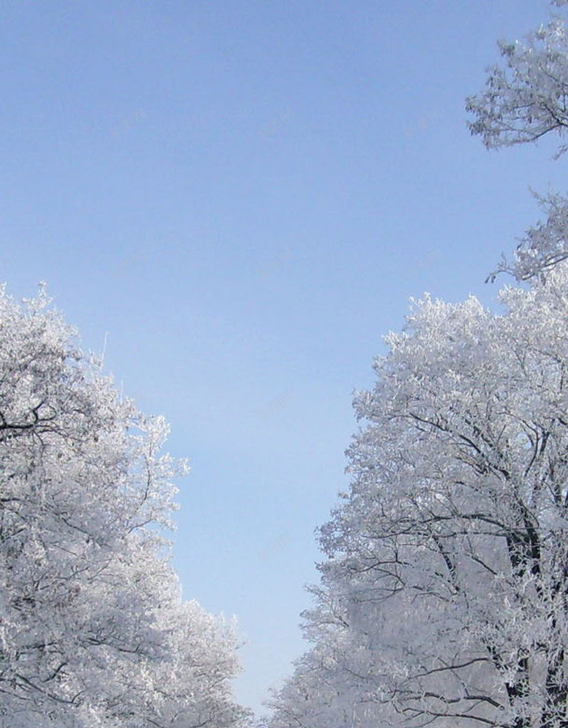 冬天樱花雪景H5背景jpg设计背景_新图网 https://ixintu.com 蓝色 雪地 雪景 树 雪 H5背景 冬天 樱花 H5 h5 文艺 小清新 简约