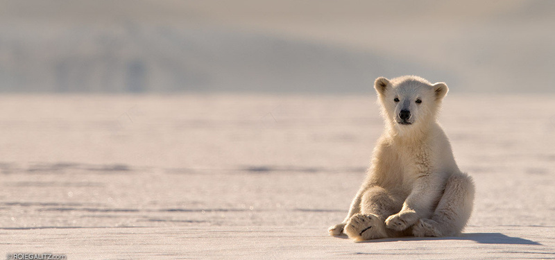 北极熊环保背景图背景