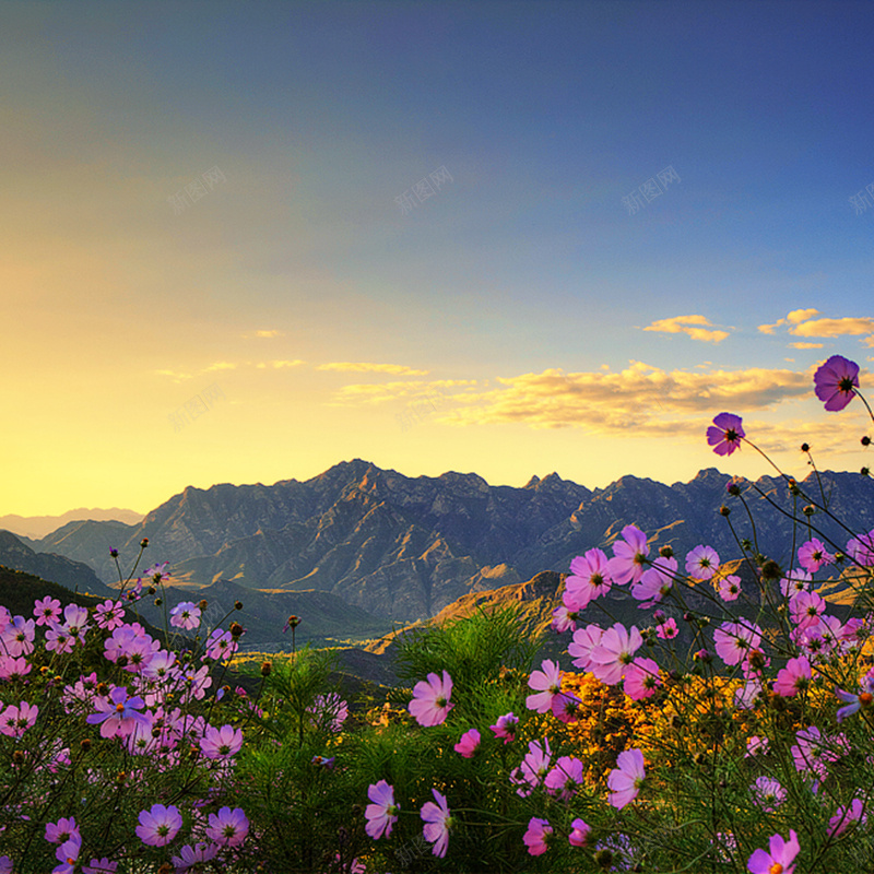 山中野花背景jpg设计背景_新图网 https://ixintu.com 深山 野花 自然 清新 唯美 晚霞 主图 摄影 风景