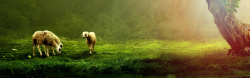 绿色的羊淘宝banner背景高清图片