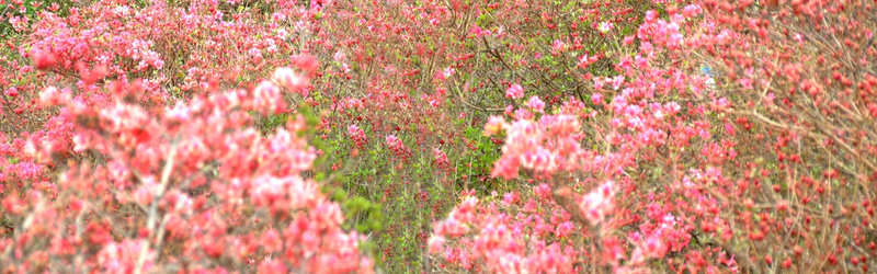 桃花林背景jpg设计背景_新图网 https://ixintu.com 桃花背景 花海背景 花林背景 桃花林背景 树林背景 浪漫背景 风景背景 海报banner 摄影 风景