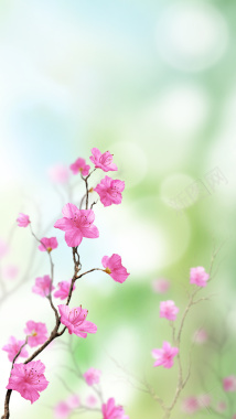 清新春天花朵文艺背景素材背景