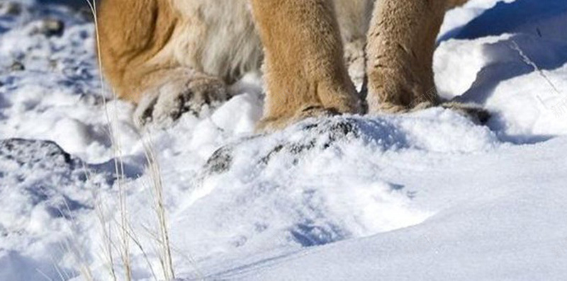 雪中的动物H5背景jpg设计背景_新图网 https://ixintu.com 天空 狮子 雪地 渐变 石头 H5 h5 摄影 风景