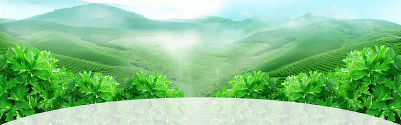 天猫新品尝鲜清新自然绿色茶叶食品海报背景背景