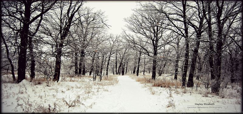 冬季加拿大jpg设计背景_新图网 https://ixintu.com 雪景风景 加拿大 海报banner 摄影 风景