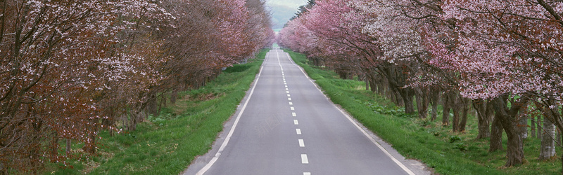 樱花大道背景