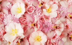 粉红花海鲜花背景素材高清图片