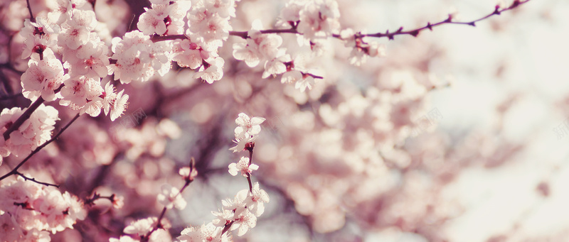 鲜花背景jpg设计背景_新图网 https://ixintu.com 鲜花 淘宝 博客 广告 banner 粉红 樱花 海报banner 摄影 风景