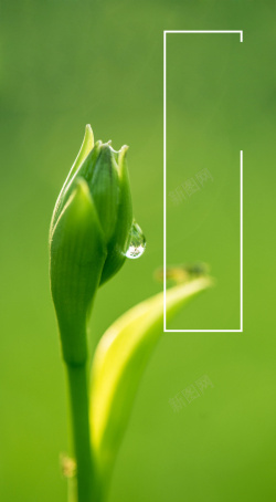 小嫩芽嫩芽海报背景素材高清图片