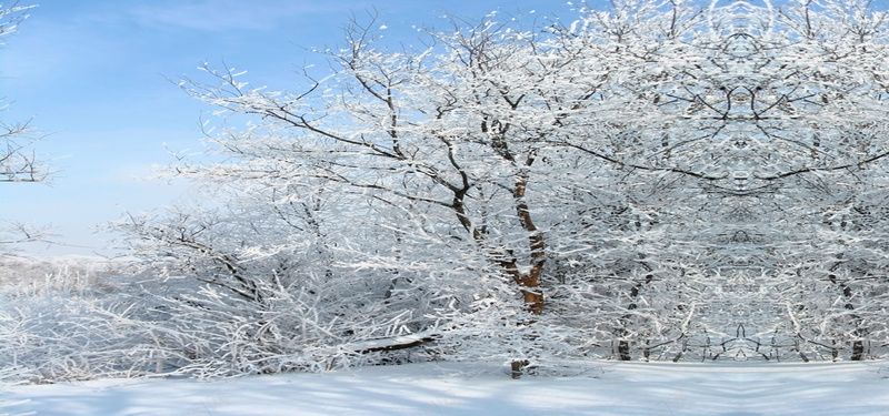 雪后树林风景背景