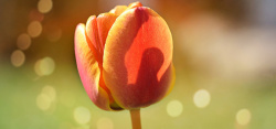 鲜郁金香一朵美丽的花朵图片高清图片
