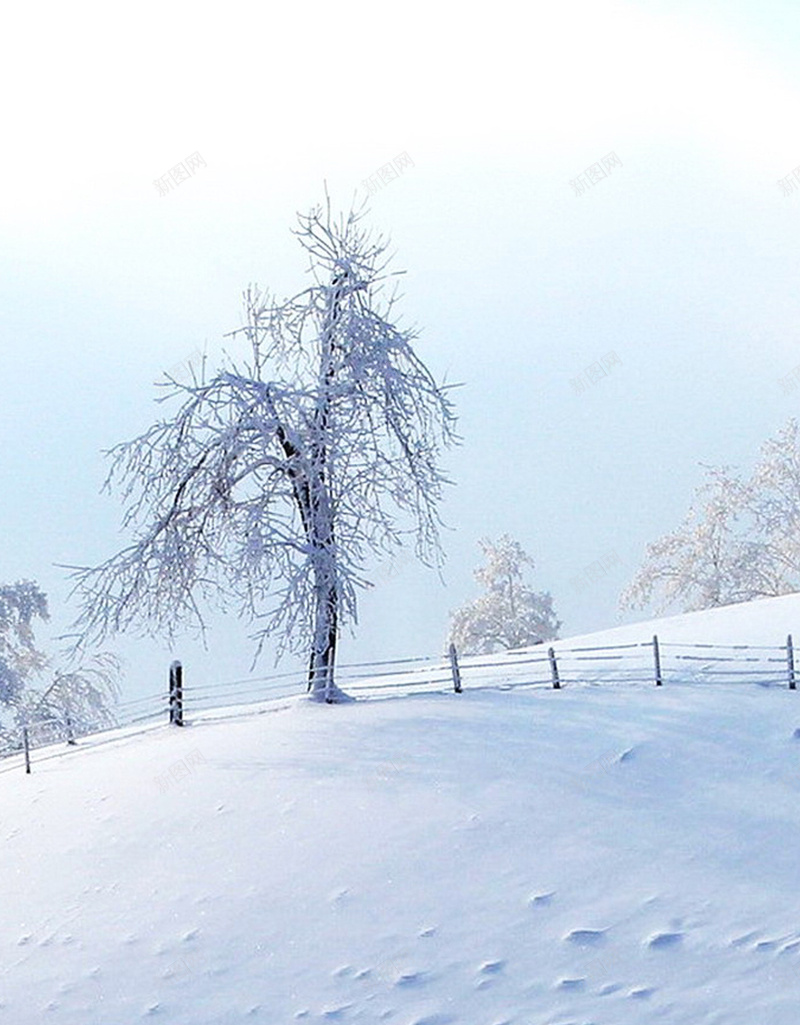 冬季风景白色H5背景jpg设计背景_新图网 https://ixintu.com 白色 天空 树木 白雪 雪地 H5 h5 摄影 风景