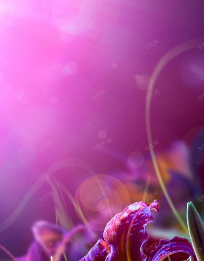 风景紫色花朵漂亮H5背景素材jpg设计背景_新图网 https://ixintu.com 风景 紫色 花朵 漂亮 黄色 H5 摄影