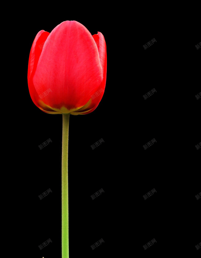 微距植物唯美H5背景jpg设计背景_新图网 https://ixintu.com 黑色 花朵 红色 简约 摄影 H5 h5 风景