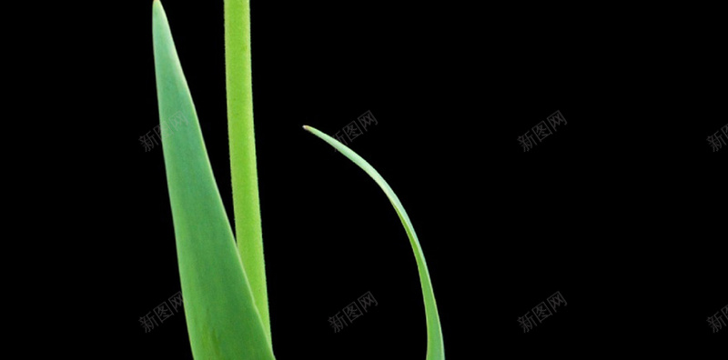 微距植物唯美H5背景jpg设计背景_新图网 https://ixintu.com 黑色 花朵 红色 简约 摄影 H5 h5 风景